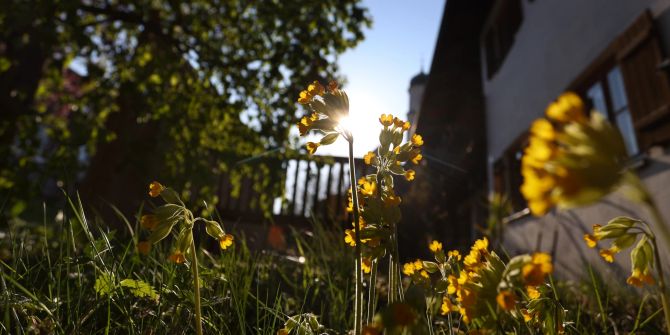 Blumen gelb wild Sonnenlicht Haus Garten