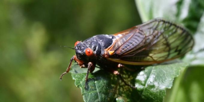 Cicadas do not bite or sting people, but they fly clumsily and often bump into cars, windows and people Cicadas do not bite or sting people, but they fly clumsily and often bump into cars, windows and people