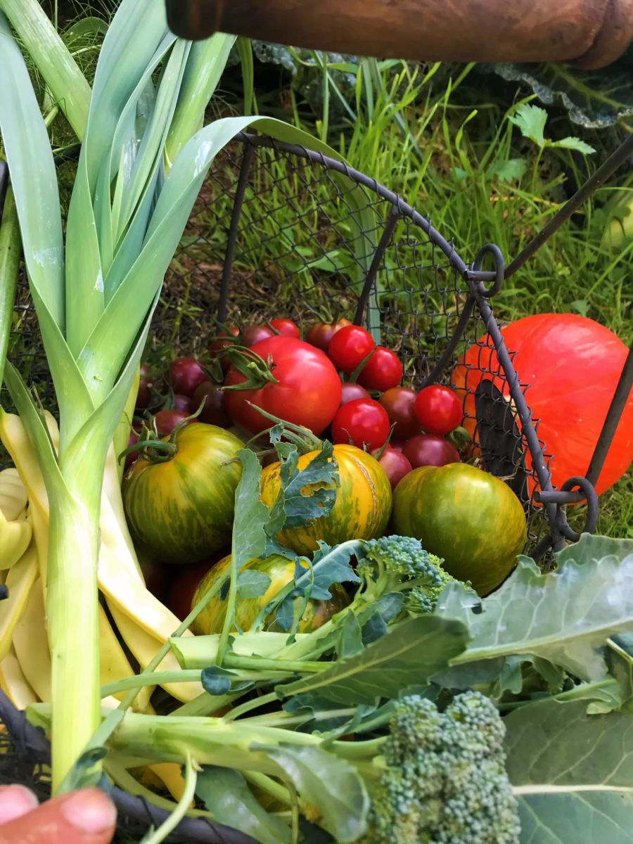 Gemüse-Garten