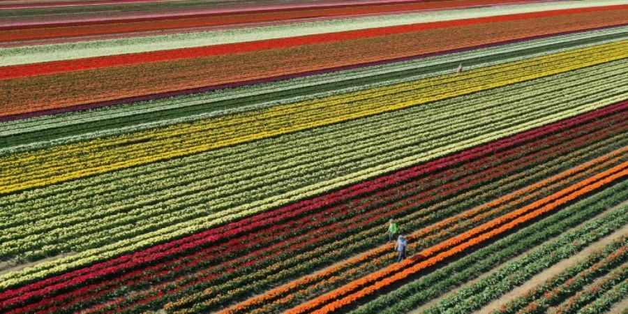 Tulpen auf einem Feld in Nordrhein-Westfalen