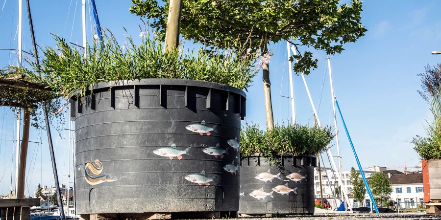 Fische zieren Baumkübel