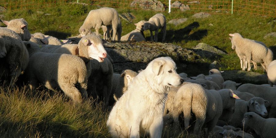 Wolf Herdenschutz Hunde