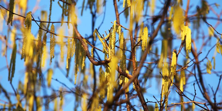 Haselpollen bereits zu Jahresbeginn: Die Schweiz hat eine frühe und heftige Pollensaison hinter sich. (Archivbild)