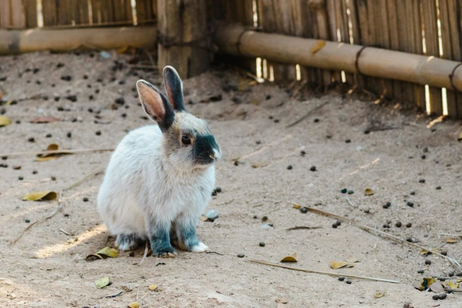 ... Kaninchen namens Superhase ... (Symbolbild