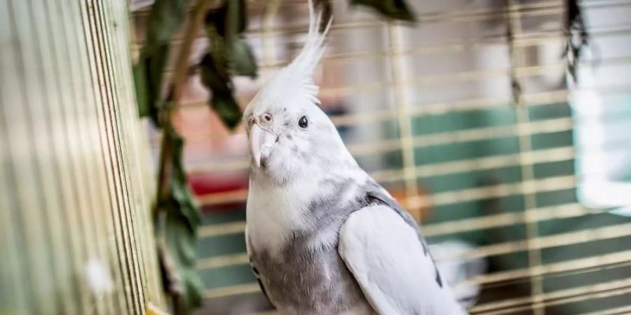 Tierärzte sorgen sich um die Versorgung von Exoten, wenn der Versand von Medikamenten verboten ist. Foto: Frank Rumpenhorst/dpa-tmn