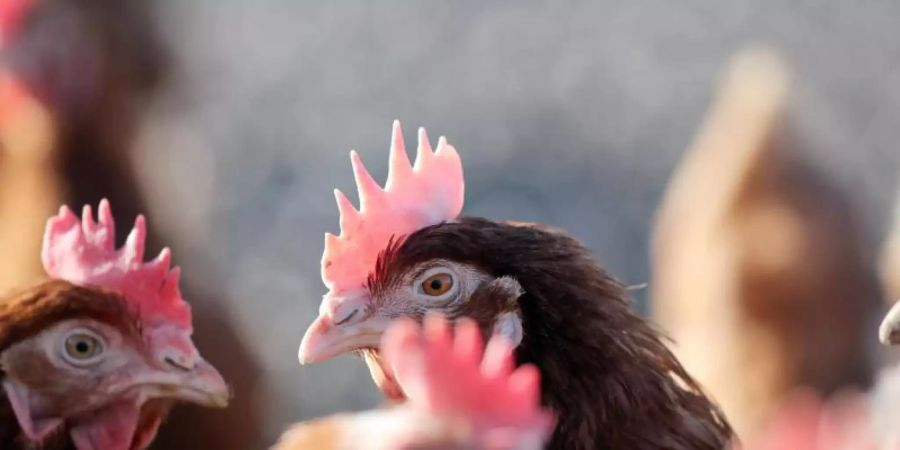 Hühner stehen in einem Geflügelhof. In Deutschland legt ein Huhn im Schnitt 301 Eier pro Jahr. Foto: Jan Woitas/dpa-Zentralbild/dpa