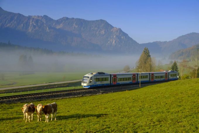 Kühe auf eine Weide in Gleisnähe. sbb