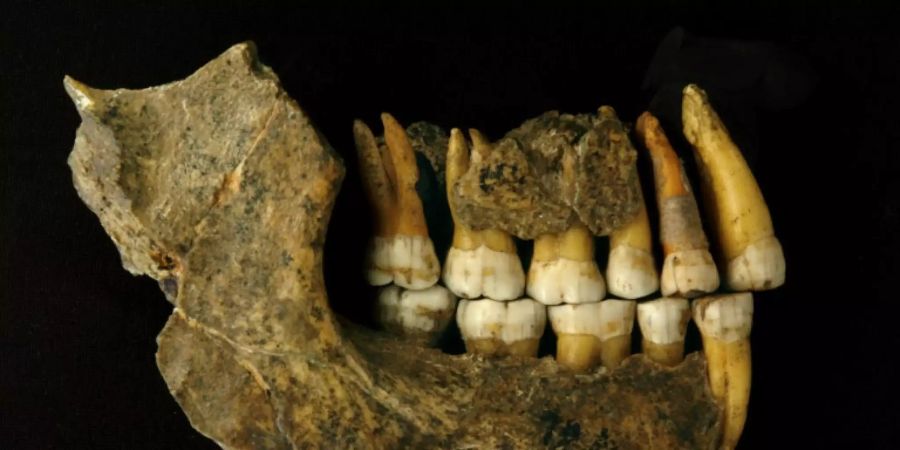 Kieferknochen von Neandertaler