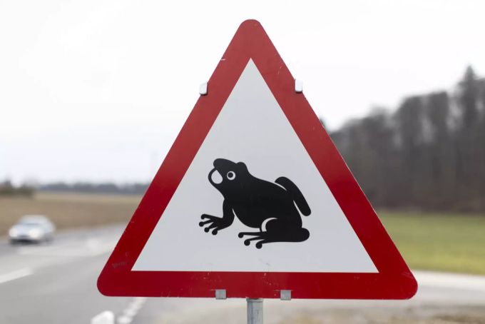 Die ersten Frösche und Kröten bereits ihre Wanderung zum Laichgewässer begonnen.