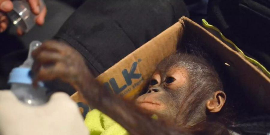 Ein Orang-Utan-Säugling liegt in einem Karton und greift nach einer Flasche. Das Jungtier gehört zu drei geretteten Tieren auf Borneo. Foto: BOS Foundation /dpa