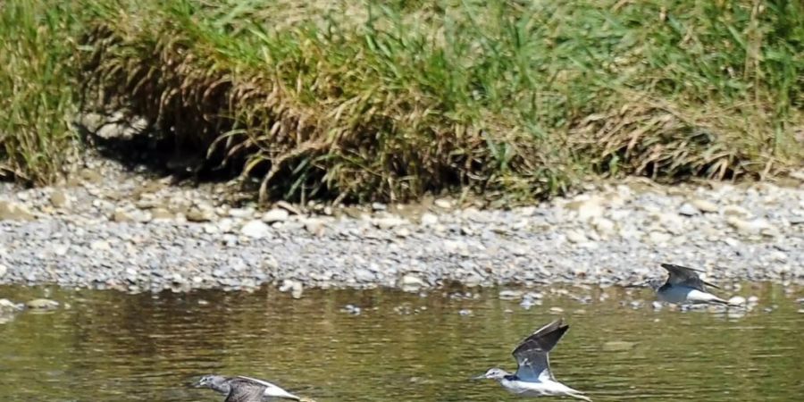 Rücksicht beim Spazieren am Fluss: Flussuferläufer (hier an dr Thur) brüten auf steinigen Flussufern. (Archivbild)