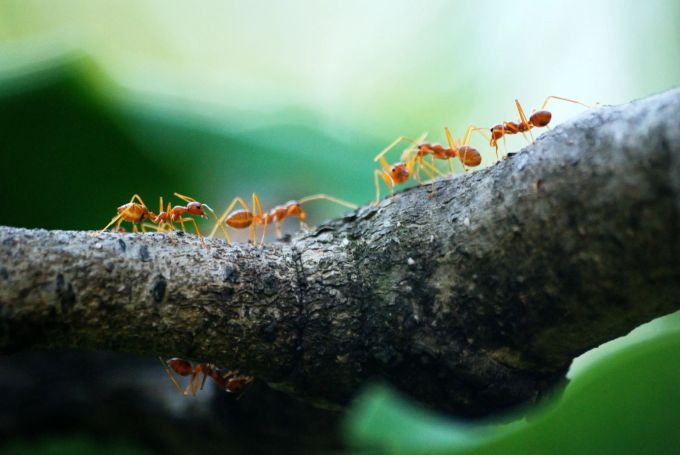 Ameisen leben in arbeitsteiligen Insektenstaaten, die immer in mindestens drei Kasten unterteilt sind: Fruchtbare Weibchen (Königin), fruchtbare Männchen und Arbeiterinnen. Ameisen
