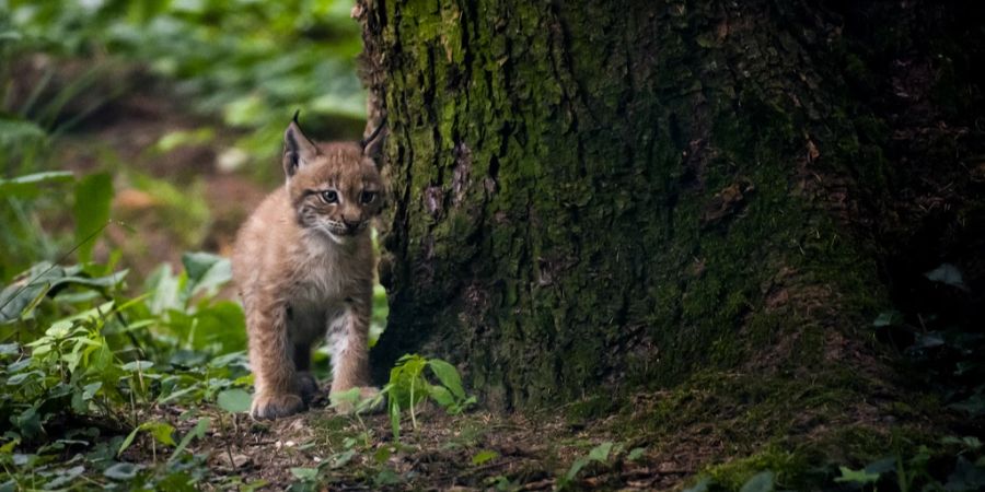 luchs