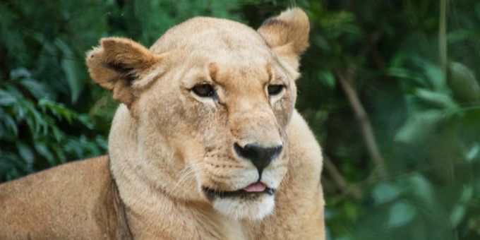 lteste L win im Zoo Basel im Alter von 21 Jahren gestorben