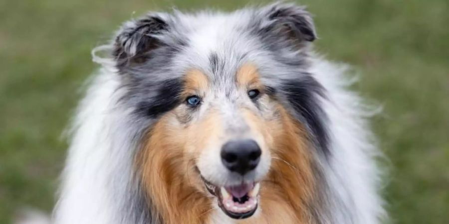 Collies sind anspruchsvolle Hütehunde, die viel Beschäftigung brauchen. Foto: Martin Remmers/dpa