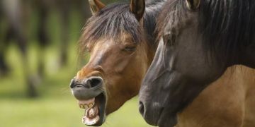 pony