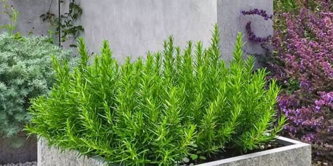 Eine Gartenpflanze in einem Topf. andermatt biocontrol ag