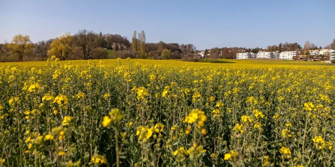 Blumenfeld mit Aussicht auf Kloten. Blumenfeld mit Aussicht auf Kloten.