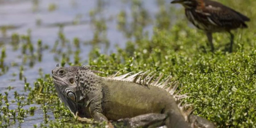 Leguane sind wechselwarm, ihre Körpertemperatur schwankt mit der Umgebungstemperatur. Sie werden bei einstelligen Temperaturen unbeweglich. Foto: Greg Lovett/Palm Beach Post via ZUMA Wire/dpa