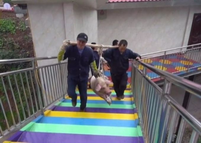 Zwei Männer trugen das Schwein mithilfe eines Holzmasts die Bungee-Anlage hoch. Schwein Freizeitpark China