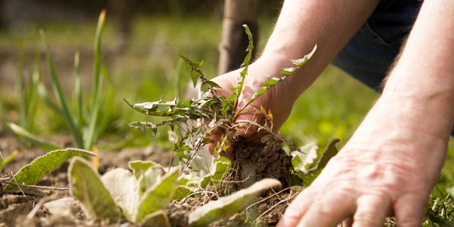 Garten, Hände, Gartenarbeit, Unkraut