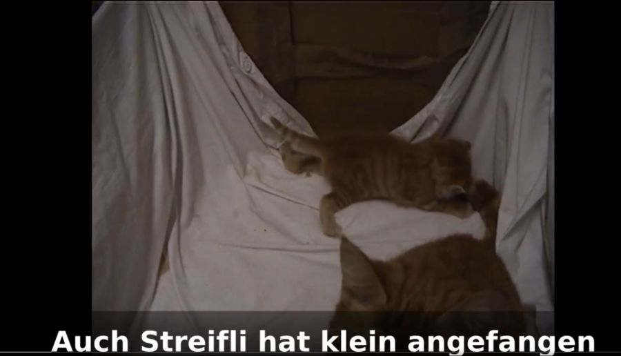 Ein berührendes Video von Streifli zeigt ihn als verspieltes Kitten, ...