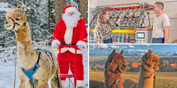 Alpaka Familie Weihnachten Bern