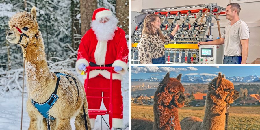 Alpaka Familie Weihnachten Bern