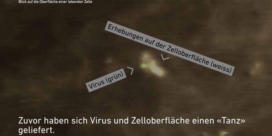 Zuvor haben sich Virus und Zelloberfläche einen «Tanz» geliefert: Zu sehen sind hier das Virus (grün) und die Erhebungen auf der Zellenoberfläche (weiss).