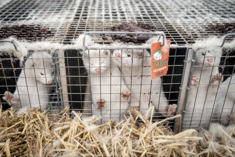 Immer noch leiden Tiere auf Pelzfarmen - doch es werden kontinuierlich weniger. (Archivbild)