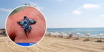 blauer drachen