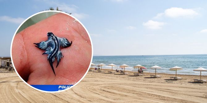blauer drachen