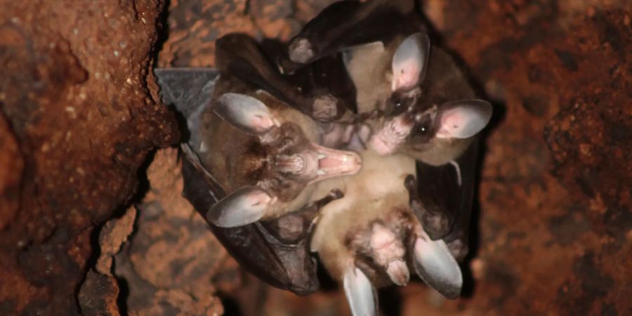 fledermäuse umarmung