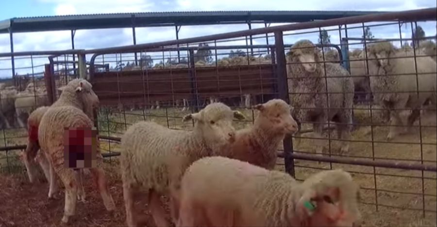 Schlusslicht Michael Kors verfügt laut dem Bericht «Behind the Wool» weder über Richtlinien noch über Produktinformationen, was Mulesing betrifft.