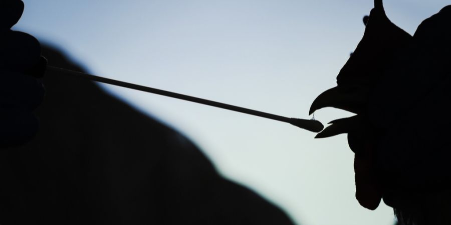 Vogelgrippe Hahn Schattenbild