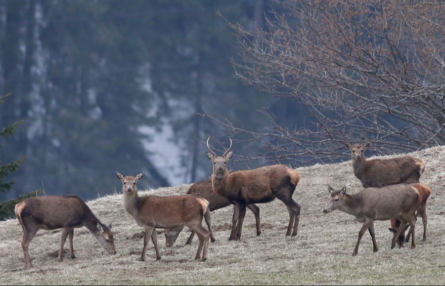 ... als auch Hirsche (hier auf einer Wiese im bündnerischen Schanfigg) können Schäden anrichten.