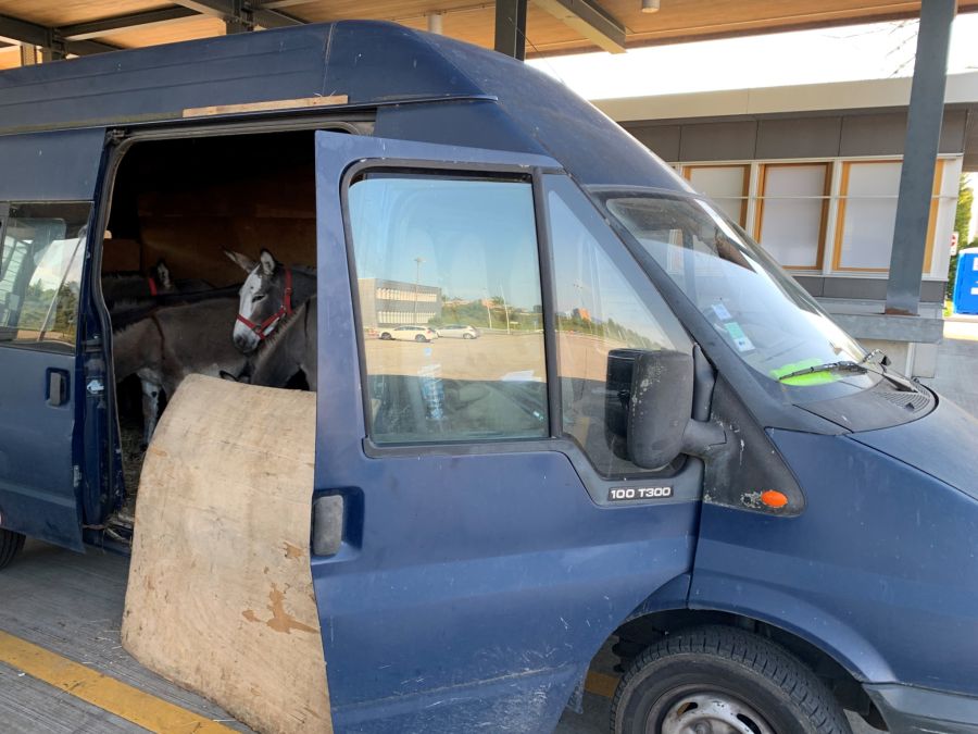 Da ihm die nötigen Formalitäten fehlten, wurde er nach Deutschland zurückgewiesen.