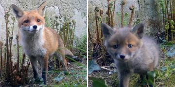 fuchsfamilie