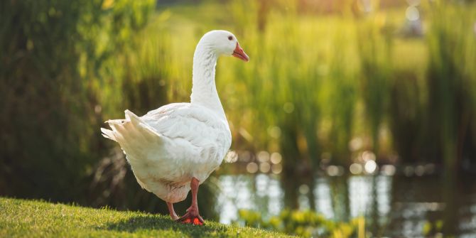 Gans Park weiss Weiher