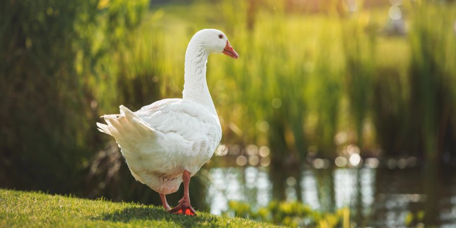 Gans Park weiss Weiher