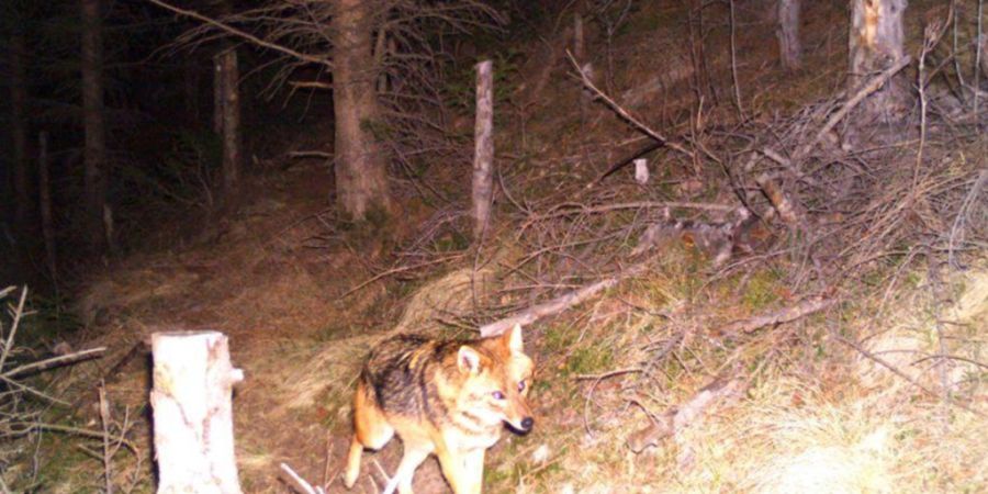 In der Bündner Surselva tappte bereits am 27. Dezember 2015 ein Goldschakal in eine Fotofalle. (Archivbild)