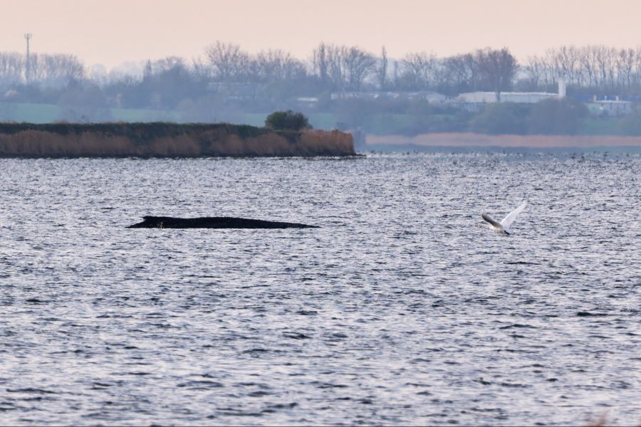 Hier vor der Insel Poel kämpft der gestrandete Buckelwal Timmy aktuell weiter ums Überleben – wohl vergebens.