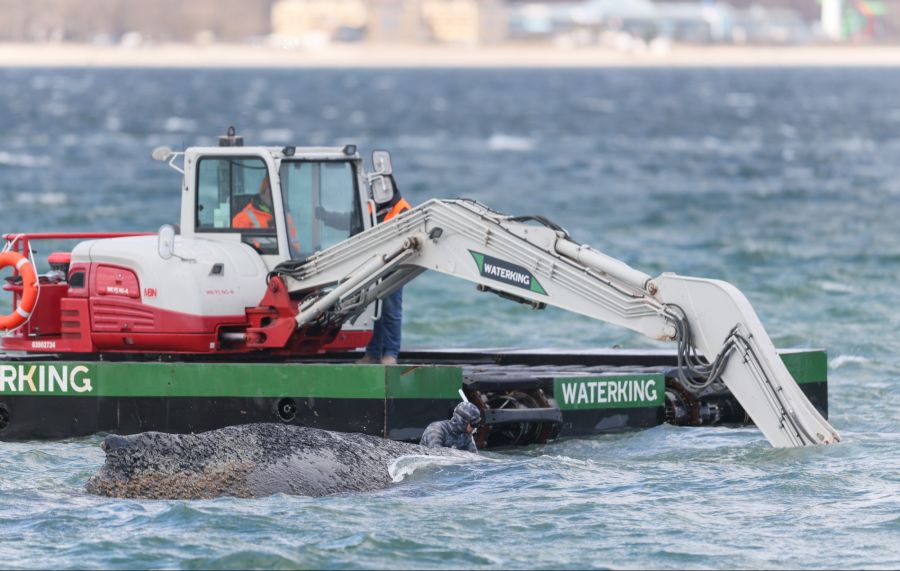 Dafür soll ein Bagger ein Loch vor Timmy ausheben, sodass der Wal in tieferes Gewässer rutschen kann.