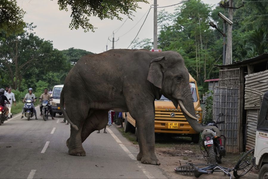 Trotz der intensiven Suche von mehr als 100 Forstmitarbeitenden konnte der Elefant bisher nicht gefunden werden. (Symbolbild)