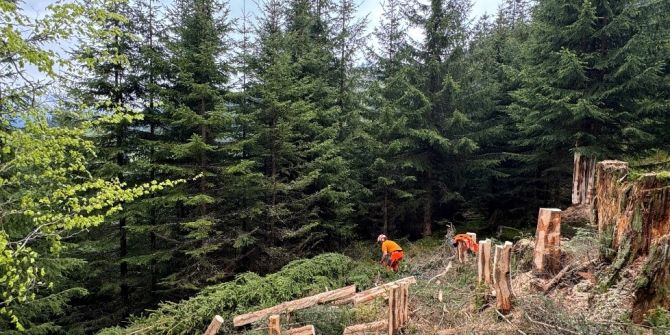 Forstarbeiten Glarus Süd