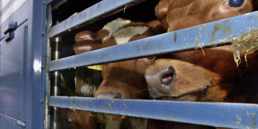 Der Bundesrat muss eine Deklarationspflicht der Herkunft und des Verarbeitungslandes für ausländisches Fleisch aus mehrtägigen Tiertransporten erarbeiten. (Archivbild)