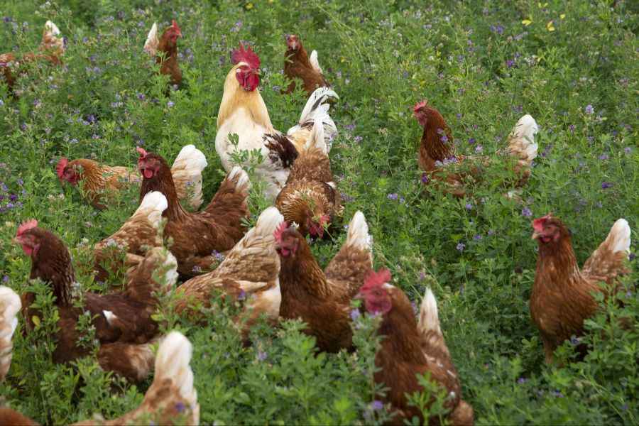 Einzeller, die ein Ei formen konnten, gab es schon vor mehr als einer Milliarde Jahren.