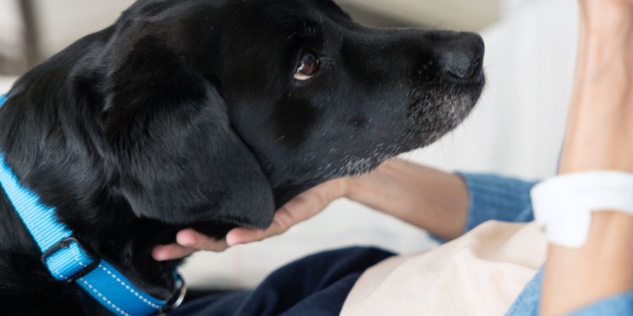 Sozialhund «Oriana» besucht und beruhigt auf der Intensivstation des Spitals Bülach Patientinnen und Patienten.