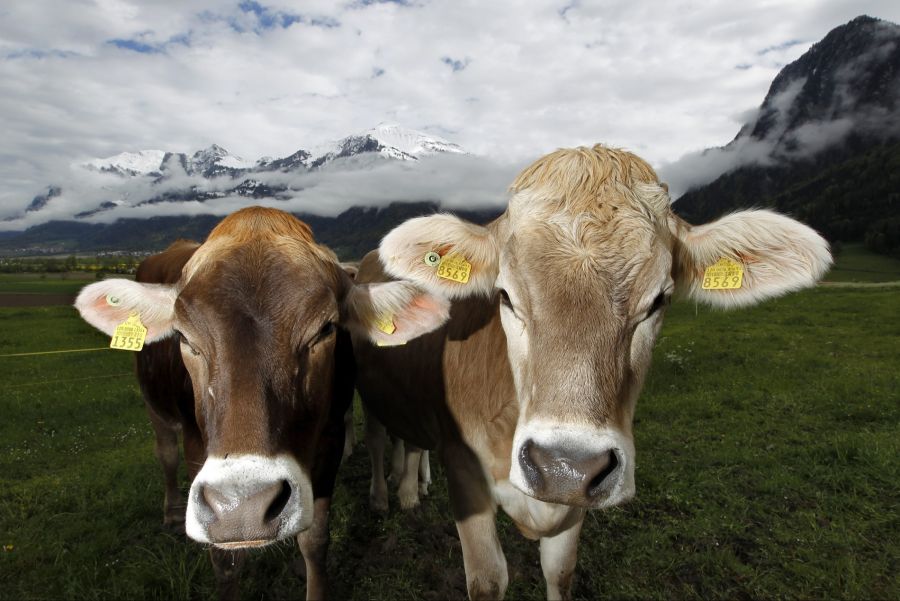Die Rinderkrankheit war Ende Juni 2025 das erste Mal in Frankreich nahe der Schweiz aufgetreten. (Symbolbild)
