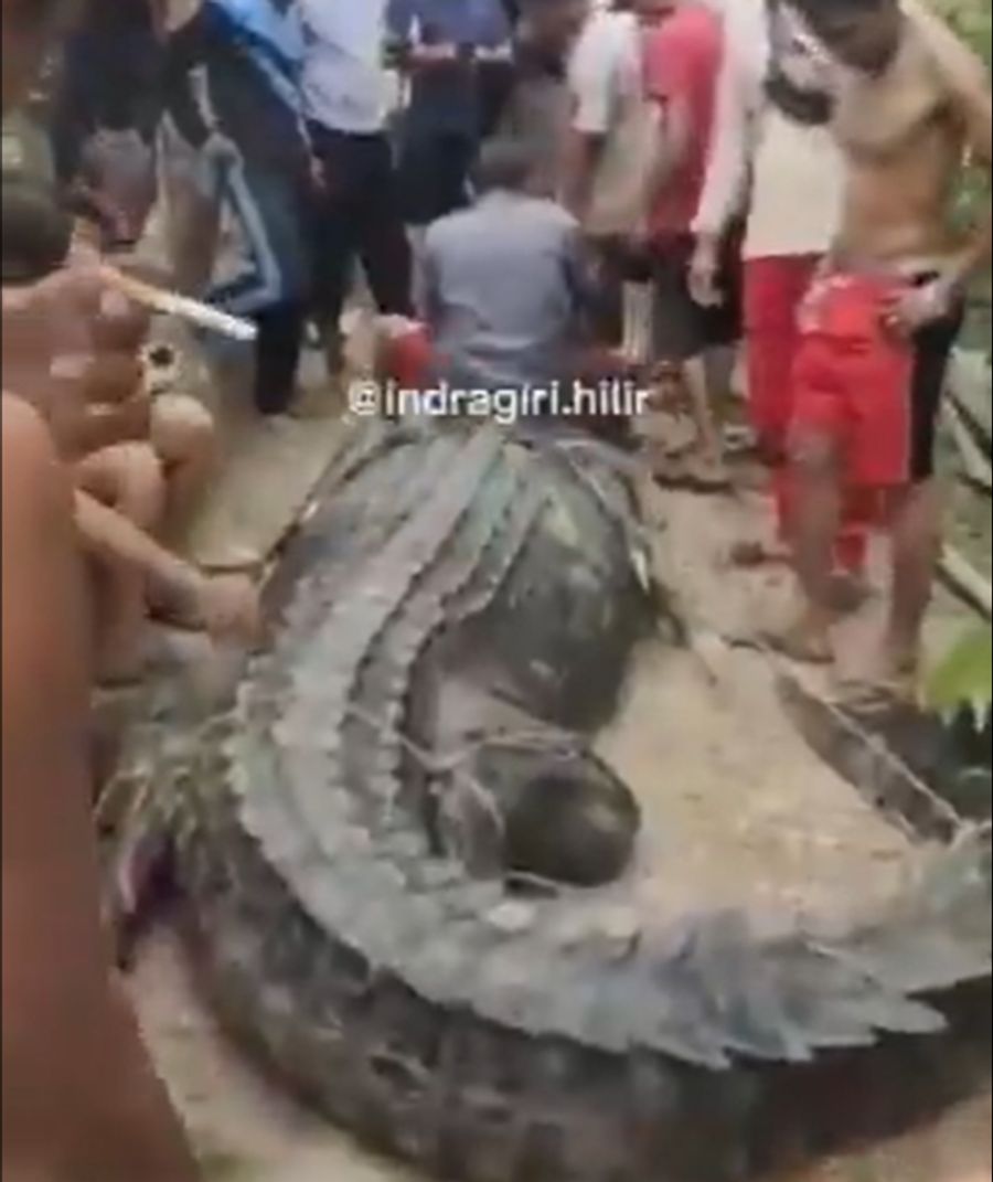 Im Magen des Krokodils wurden Leichenteile einer Frau gefunden.